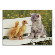 chick chat greeting card
