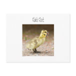 Chick Chat postcards