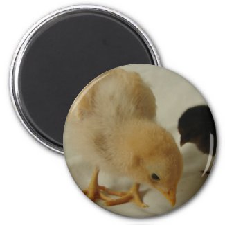 Chick Close Up magnet