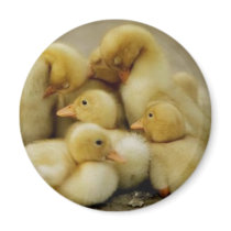 chick family magnets by trish1968 chick family magnets