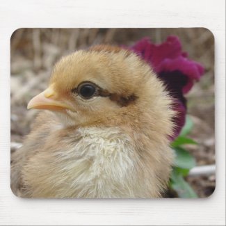 Chick in Pansy Garden mousepad