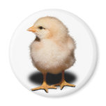 Chick Magnet