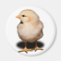 Chick Magnet