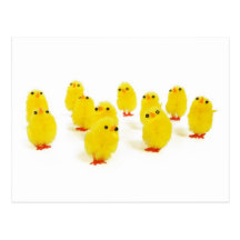 Chick magnet chillin with my peeps funny photo postcards