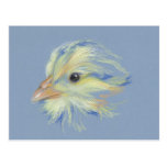 Chick Plymouth Barred Rock Post Card