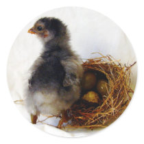 Chick With Nest stickers