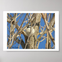 Chickadee #02, (c) Jack Taylor, Zazzle.com/Jack.. Posters