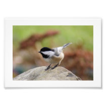 Chickadee 7x5 Photographic Print