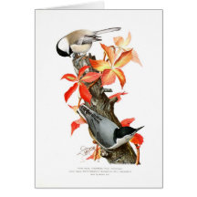 Chickadee and Nuthatch Greeting Card