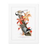 chickadee, nuthatch, bird, vintage, art,