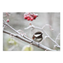 Chickadee and Red Berries in Winter Photo Art