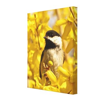 Chickadee Bird in Forsythia Flowers Canvas Print