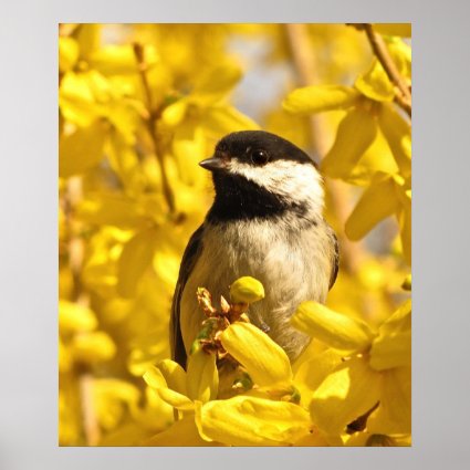 Chickadee Bird in Forsythia Flowers Poster