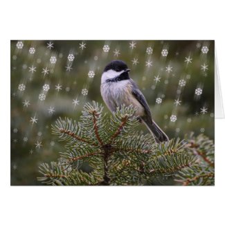 Chickadee Bird in Snow Fall Pine Tree Snowflakes