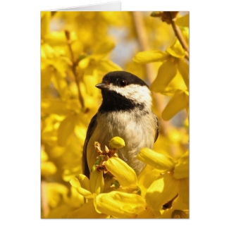 Chickadee Bird in Yellow Flowers Blank Card