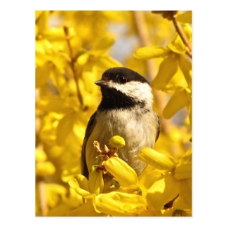 Chickadee Bird in Yellow Flowers Postcard