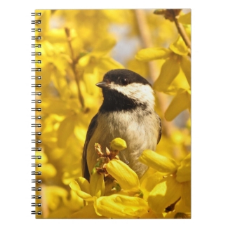 Chickadee Bird in Yellow Forsythia Flower Notebook