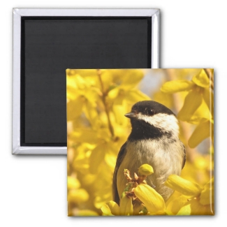 Chickadee Bird in Yellow Forsythia Flowers Magnet