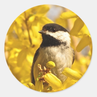 Chickadee Bird in Yellow Forsythia Flowers Sticker