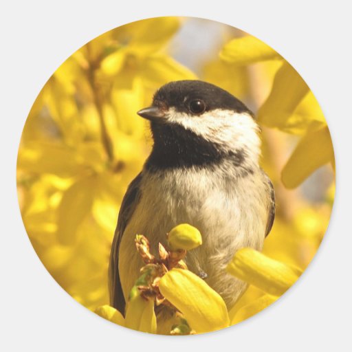 chickadee bird in yellow forsythia flowers sticker zazzle chickadee bird in yellow forsythia flowers sticker zazzle