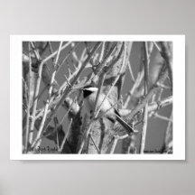 Chickadee BW #01, (c) Jack Taylor, Zazzle.com/J.. Impresiones