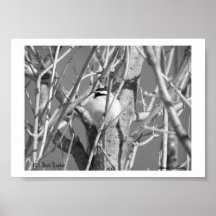 Chickadee BW #02, (c) Jack Taylor, Zazzle.com/J.. Impresiones