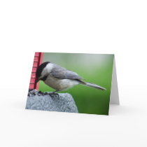 Chickadee Cards