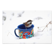 Chickadee en foto del invierno