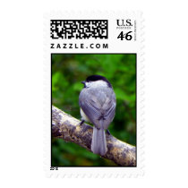 Chickadee Feathers stamps