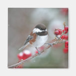 Chickadee in Falling Snow with Red Berries Refrigerator Magnets