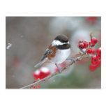 Chickadee in Falling Snow with Red Berries Post Cards