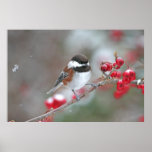Chickadee in Falling Snow with Red Berries Posters