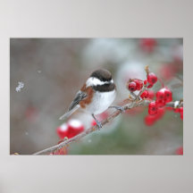 Chickadee in Falling Snow with Red Berries Print
