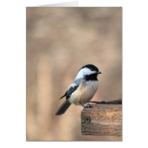 Chickadee in Golden Light Card