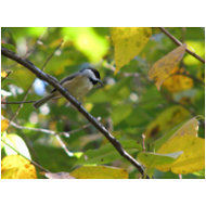 Chickadee in Silverbell Tree postcard