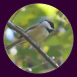 Chickadee in Silverbell Tree stickers