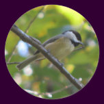Chickadee in Silverbell Tree stickers