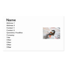 Chickadee in Winter Business Cards