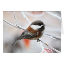 Chickadee in Winter Greeting Cards