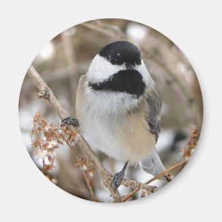 Chickadee Magnet