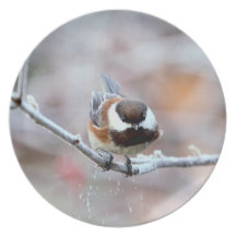 Chickadee on a Frosty Tree Branch Dinner Plates