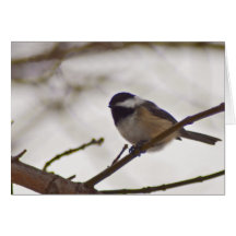 Chickadee on a Twig Cards