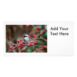Chickadee on Branch with Red Berries Picture Card