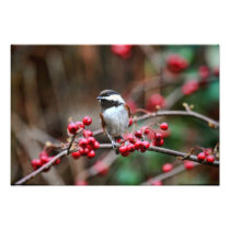 Chickadee on Branch with Red Berries Photographic Print