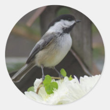 CHICKADEE ON WHITE MUM STICKER