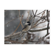Chickadee Postcard