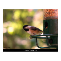 Chickadee posters