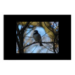 Chickadee