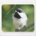 Chickadee Resting on Brand Mouse Pad mousepads