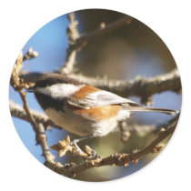 Chickadee stickers